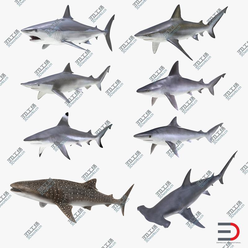 images/goods_img/20210313/Sharks Collection 10/1.jpg
